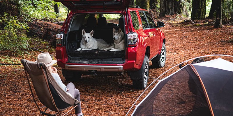 Rearview of a 2022 Toyota 4Runner the back is open and two huskies are laying inside